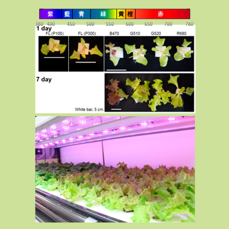筑波大学Metabolic Network Biology LAB (MNBL) : 緑色光は無駄ではない！光質による植物代謝制御戦略を理解する