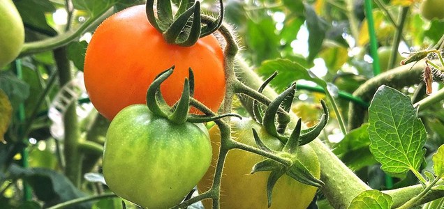 トマトの色の違いから食味に迫る～色素の種類と蓄積量が甘味と香りを左右する～
