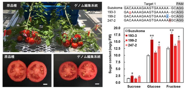 糖度が高いトマト品種を作るゲノム編集技術を開発